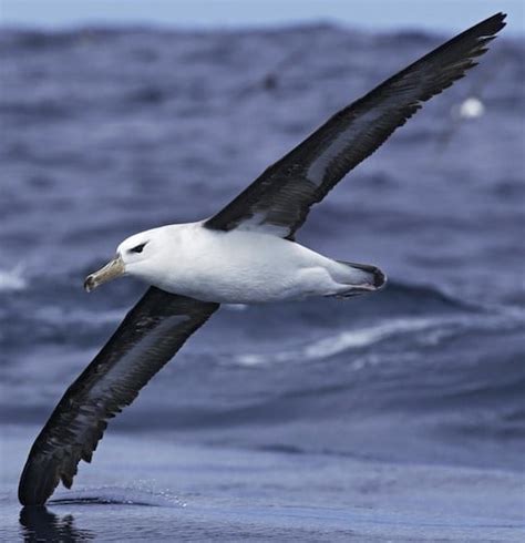 Bird Diomedeidae - Albatrosses - Fat Birder