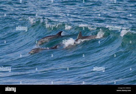 DOLPHINS SURFING INDIAN OCEAN JEFFREYS BAY AFRICA JEFFREYS BAY EASTERN ...