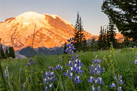 Exploring Sunrise: Mount Rainier's Northeast Corner - Travelffeine