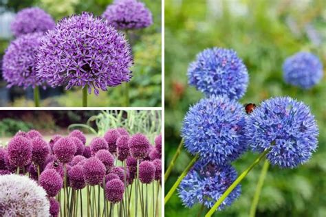 Giant Allium Bouquet