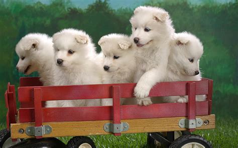 HD wallpaper: Wagonload of Samoyed Puppies | Wallpaper Flare