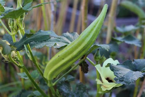 How to Save Okra Seeds for Planting | Gardener’s Path