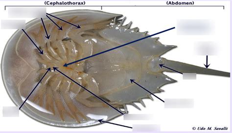 Horseshoe Crab External Anatomy Diagram | Quizlet