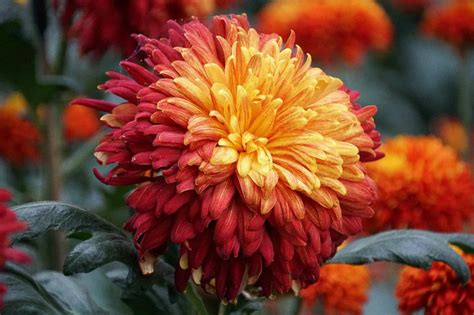 13 Types of Chrysanthemum for a splash of fall color