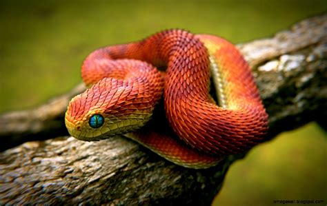 Rainforest Snake Wallpapers | Mega Wallpapers