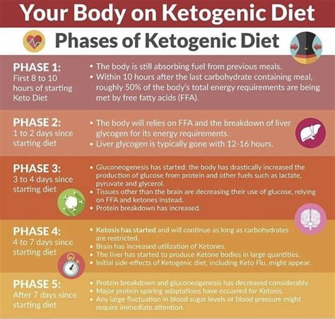 Stages of Ketosis | Keto diet, Keto diet for beginners, Ketogenic diet