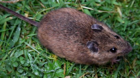 File:St Kilda field mouse (Apodemus sylvaticus hirtensis).png - Wikipedia