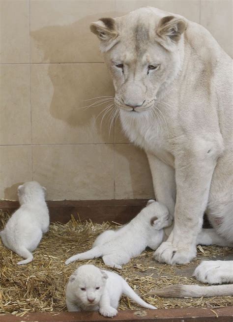 White Lion babies Amazing World beautiful things | Zoo animals, Cute ...