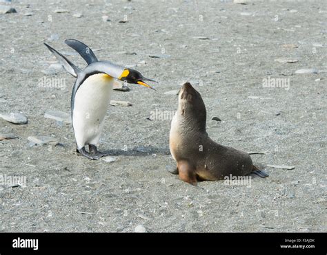 King Penguin-Fur Seal Stock Photo - Alamy