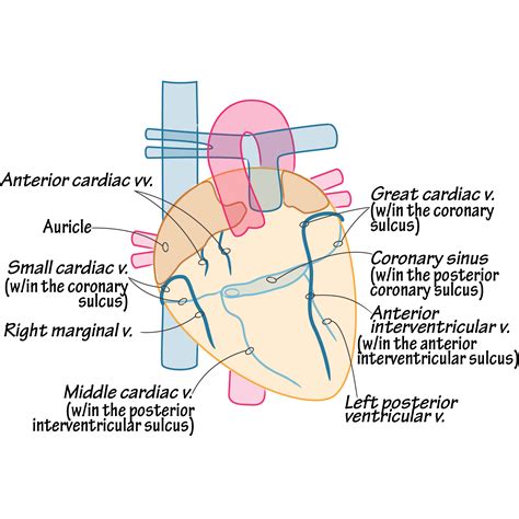 Gross Anatomy Glossary: Heart - Cardiac Veins | Draw It to Know It