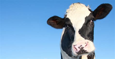 What Do Cows Say When They Moo - All About Cow Photos