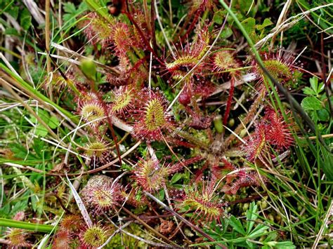 Sundew Plant Complete Care | Plantly