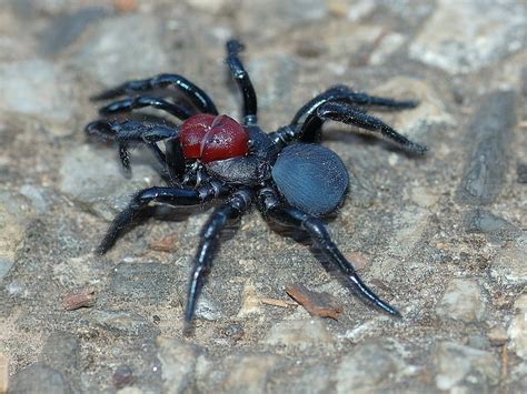 Red-headed Mouse Spider - The Australian Museum