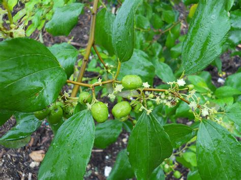 Jujube Tree (Zizyphus jujuba) - Richard Lyons Nursery, Inc.