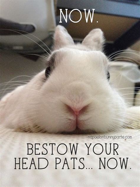 Rabbit Ramblings: Funny Bunny Memes