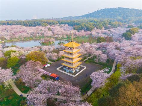 Spring Scenery of East Lake Cherry Blossom Garden in Wuhan, Hubei ...