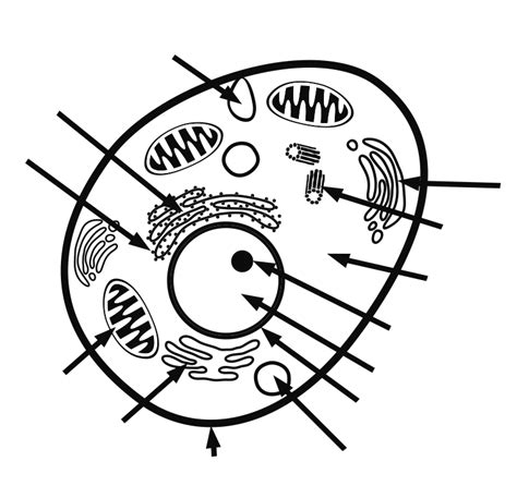 14+ Animal Cell Diagram Color - RhianonElesha