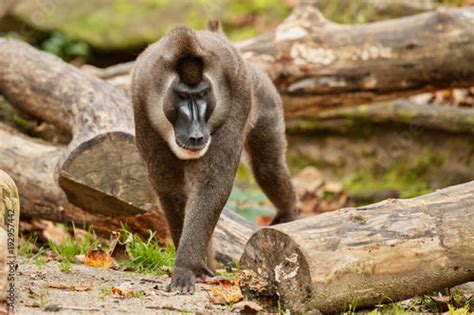 Drill monkey, Mandrillus leucophaeus, resting in the nature habitat ...