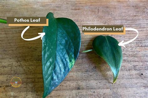 Philodendron Vs. Pothos: What Are The Differences? - Indoor Plants For Beginners