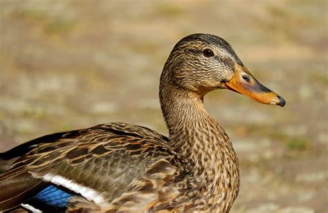 Free Images : nature, wing, animal, wildlife, beak, close, fauna, poultry, duck, goose ...