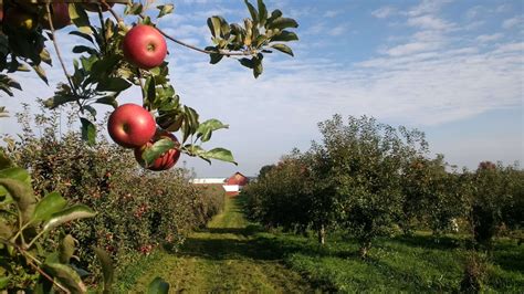 What's Picking? - Apple Barn Orchard & Winery