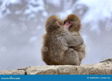 Young Japanese Macaques Snow Monkey Hugging At Jigokudani Monkey Park ...