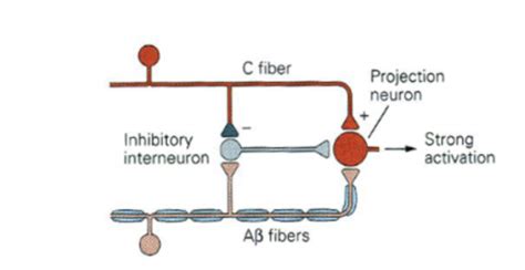 Lecture 6: Nociception and Pain Flashcards | Quizlet