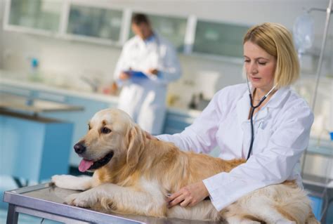 Animal Hospital Payment Processing | Animal Hospital Merchant Services ...