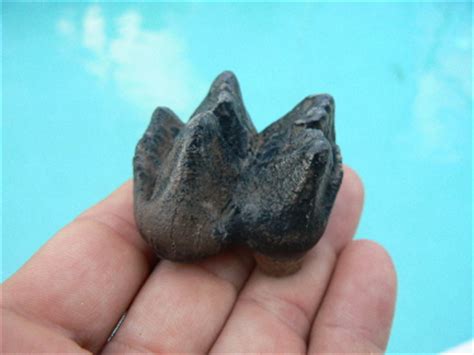 Mammoth fossils and Mastodon fossils found in Florida on fossil hunting ...