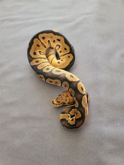 Clown Ball Python by NorCal Balls - MorphMarket