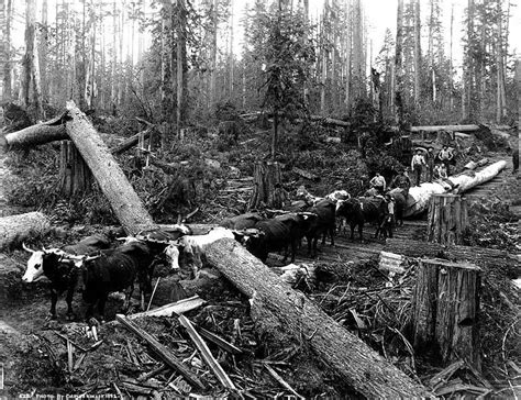 Skid road logging 6 Seattle, Wa. | Diamond history, Pacific northwest, Black diamond