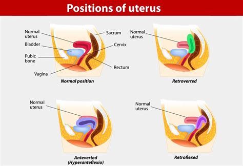 Bimanual Examination Of The Uterus Includes yaminfut