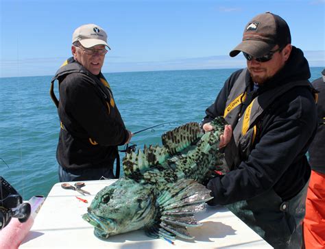 Cabezon – Big Headed Crab Eater of the Reef