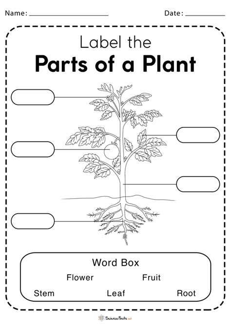 Plant Parts For Kindergarten