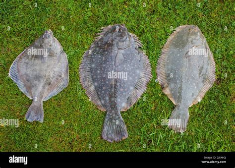 Comparison of three Flounder Species in New Zealand waters: Left-to-right: Sand Flounder; Black ...