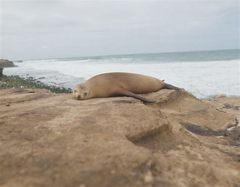 La Jolla Cove, San Diego, California | Behance