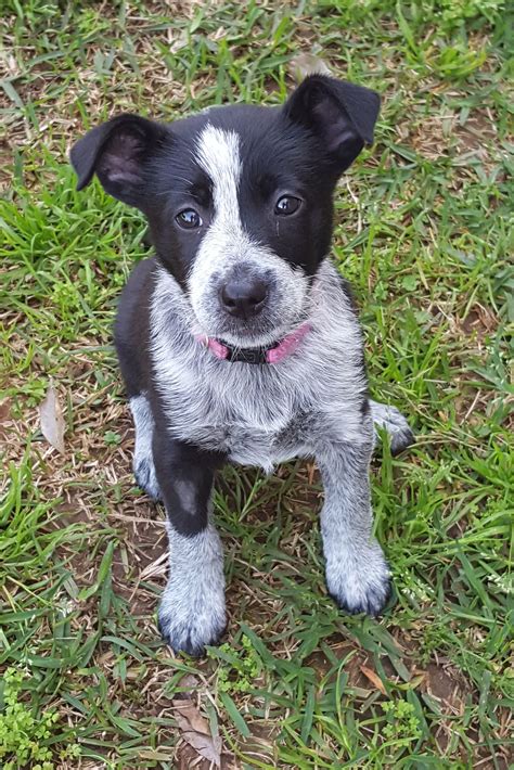 Dusty - Medium Female Australian Cattle Dog x Border Collie Mix Dog in NSW - PetRescue