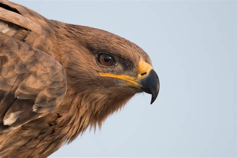 File:Steppe Eagle's Gape.jpg - Wikimedia Commons