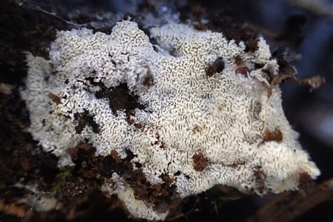 Poria Mushroom Species | The Santa Cruz Mycoflora Project