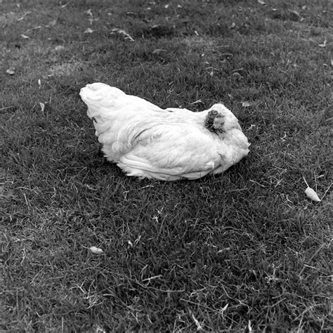 Miracle Mike: The Story of the Chicken That Lived for 18 Months Without a Head | Vintage News Daily