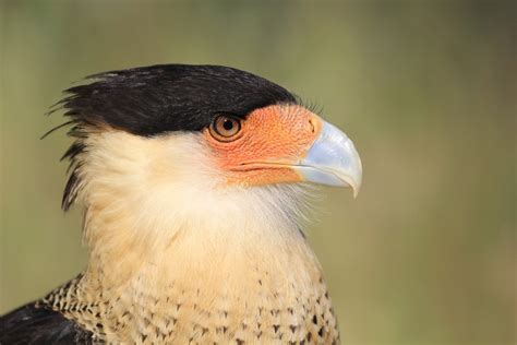 Crested Caracara — Turtle Bay