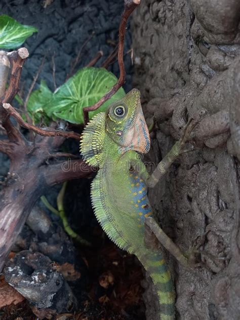 Male Giant Forest Dragon Lizard (Gonocephalus Grandis) Stock Image ...