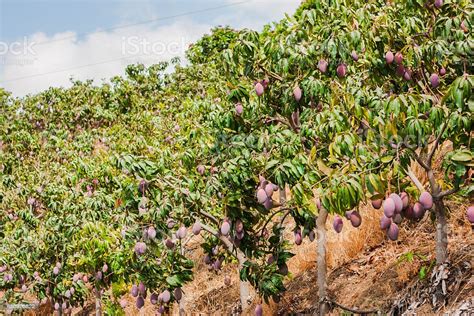 Mangoes Season Fruit Hanging From Tree Stock Photo - Download Image Now ...