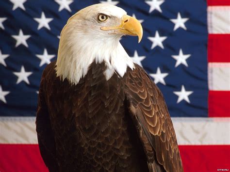 What Does The Eagle Represent In The Us at Carlos Alvarez blog