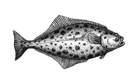 Halibut Stock Illustrations – 1,056 Halibut Stock Illustrations ...