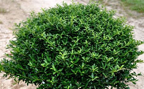 Soft Touch Japanese Holly | Evergreen shrubs, Shrubs for landscaping, Holly shrub