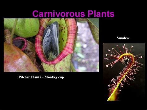 Plant Adaptations Types of Adaptations Structural adaptations are