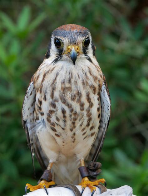 Falcons | Audubon Center for Birds of Prey