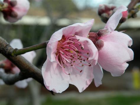 Peach Tree Blossoms - Birds and Blooms