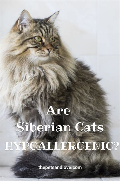 Is the Siberian Cat Hypoallergenic? Advice for Allergy-Suffering Families